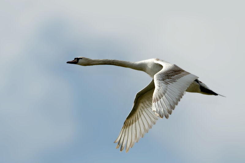 Mute Swanjuvenile, Flight