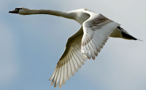Mute Swan 
&copy; G�rard Fauvet