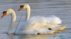 Cygne tubercul�