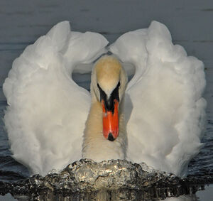 Mute Swan 
&copy; G�rard Fauvet