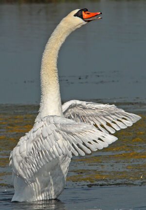 Cygne tuberculé