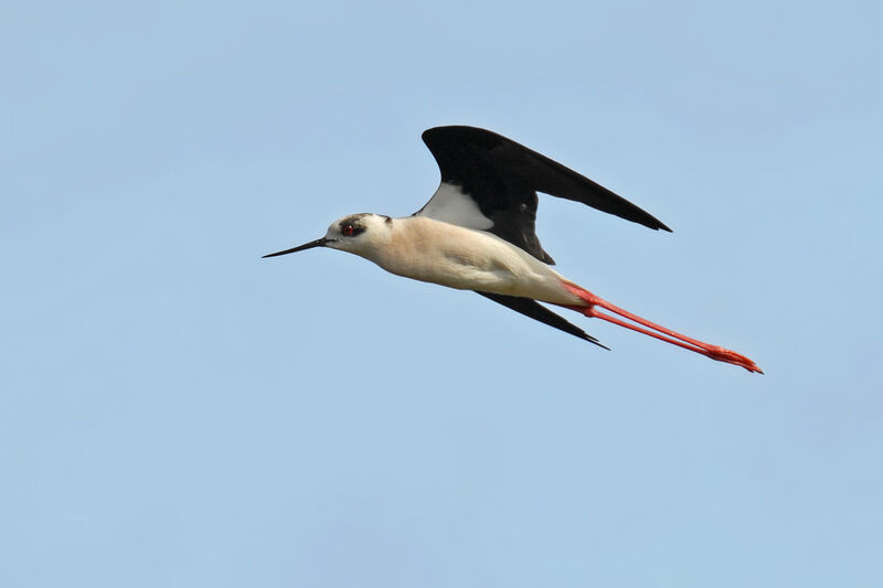 Black-winged Stiltadult breeding, Flight