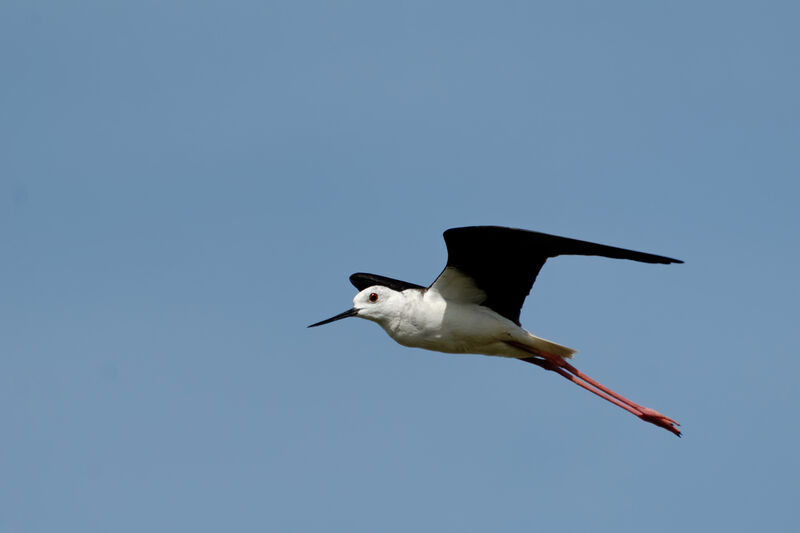 Black-winged Stilt female adult breeding, Flight