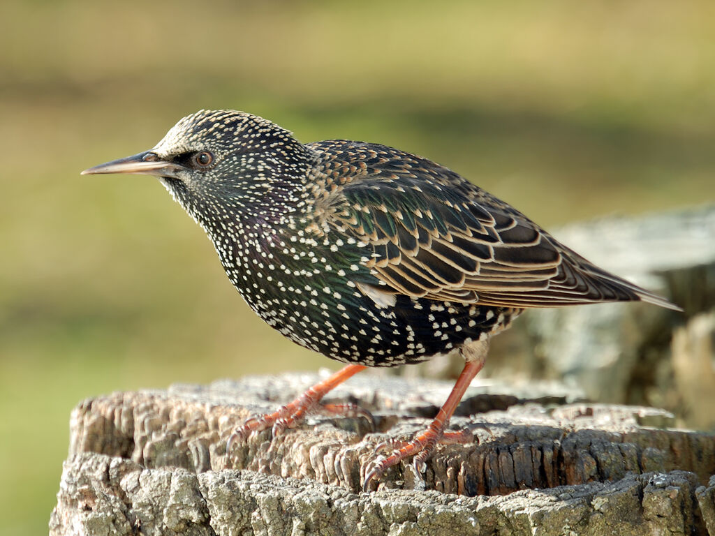 Common Starling