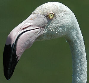 Flamant rose
