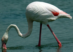 Flamant rose