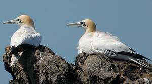 Northern Gannet