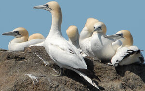 Northern Gannet
