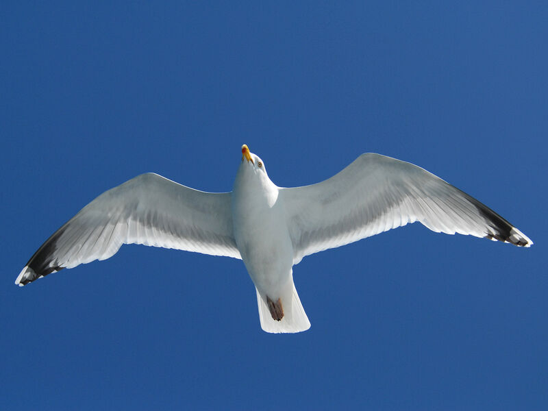 European Herring Gull, Flight