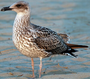 Yellow-legged Gull