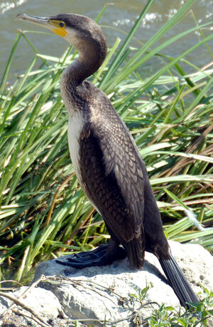 Great Cormorant