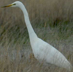 Western Great Egret