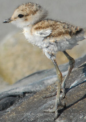 Kentish Plover