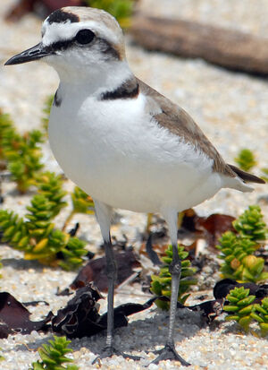 Kentish Plover