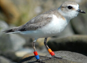 Kentish Plover