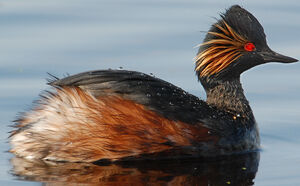Black-necked Grebe 
&copy; G�rard Fauvet