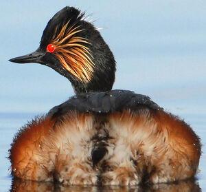 Black-necked Grebe 
&copy; G�rard Fauvet