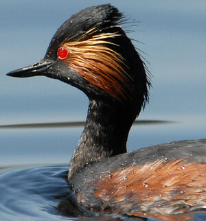 Black-necked Grebe 
&copy; G�rard Fauvet