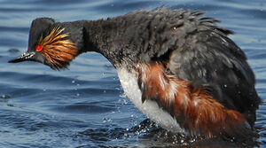 Black-necked Grebe 
&copy; G�rard Fauvet