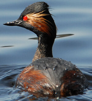 Black-necked Grebe 
&copy; G�rard Fauvet