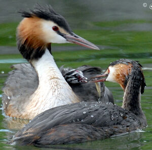 Great Crested Grebe