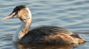 Great Crested Grebe
