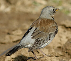 Fieldfare