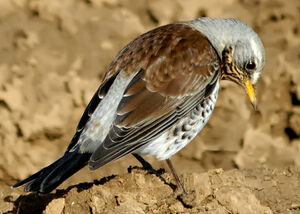 Fieldfare