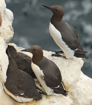 Guillemot de Tro�l