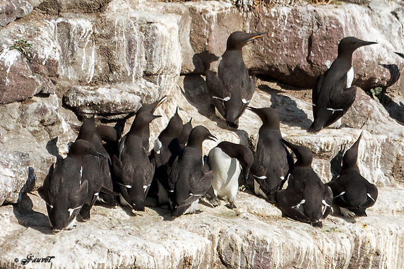 Common Murre, Reproduction-nesting