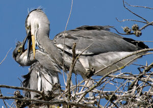 Grey Heron 
&copy; G�rard Fauvet
