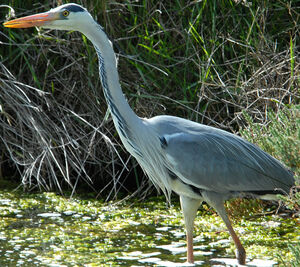 Grey Heron 
&copy; G�rard Fauvet