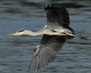 Grey Heron 
&copy; G�rard Fauvet