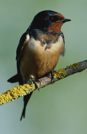 Barn Swallow