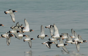 Eurasian Oystercatcher 
&copy; G�rard Fauvet