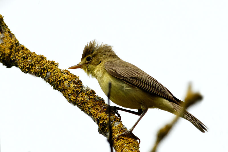Melodious Warbler male adult breeding, identification