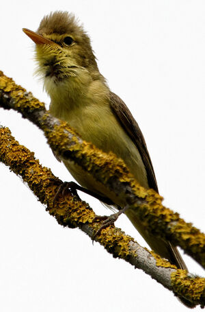 Melodious Warbler
