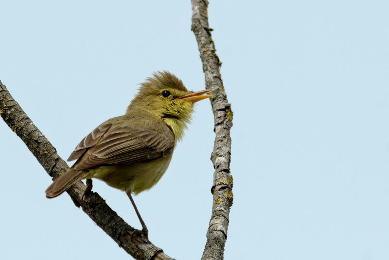 Melodious Warbler male adult breeding, identification, song, Behaviour