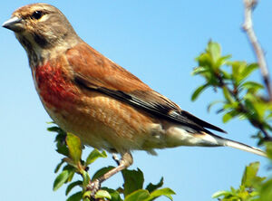 Common Linnet 
&copy; G�rard Fauvet
