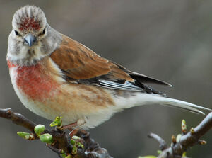 Common Linnet 
&copy; G�rard Fauvet