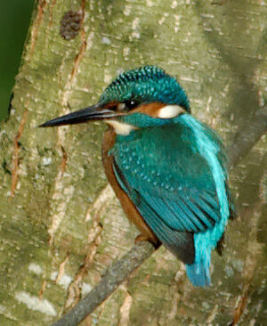 Common Kingfisher 
&copy; G�rard Fauvet