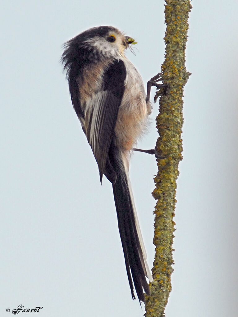 Mésange à longue queue - Aegithalos caudatus