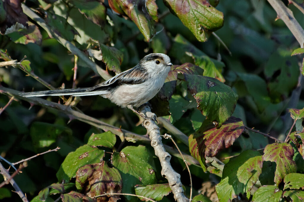 Mésange à longue queue - Aegithalos caudatus