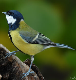 Mésange charbonnière