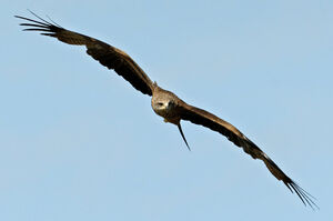 Black Kite