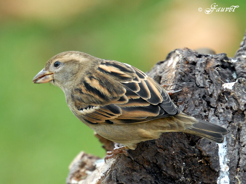 House Sparrow female adult post breeding
