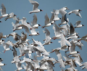 Mouette m�lanoc�phale
