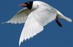 Mouette m�lanoc�phale