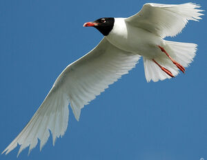 Mouette m�lanoc�phale