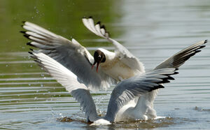 Mouette rieuse 
&copy; G�rard Fauvet
